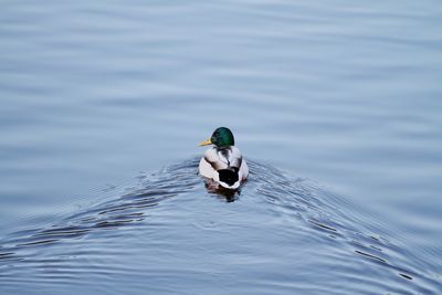 Woman swimming in lake