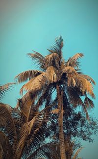 palm tree