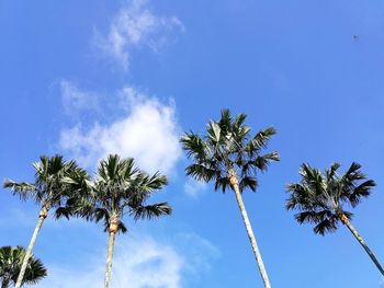 Low angle view of coconut palm tree against blue sky