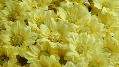 Full frame shot of yellow flowers