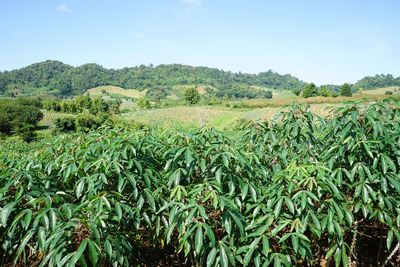 Scenic view of agricultural field against sky