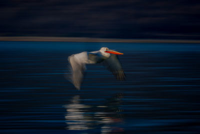 Close-up of bird flying over lake