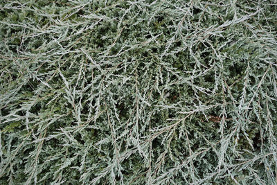 Full frame shot of frozen plants on field