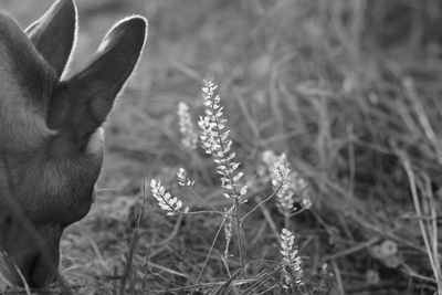 Close-up of horse on grass