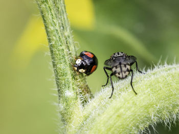Close-up of ladybug on leaf