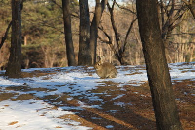 Portrait of squirrel on tree in winter