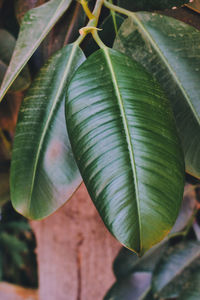 Close-up of green leaves