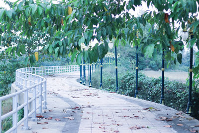 Empty footpath amidst leaves