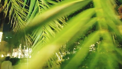 Close-up of fresh green tree at night