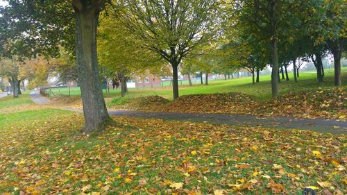 Trees in park during autumn