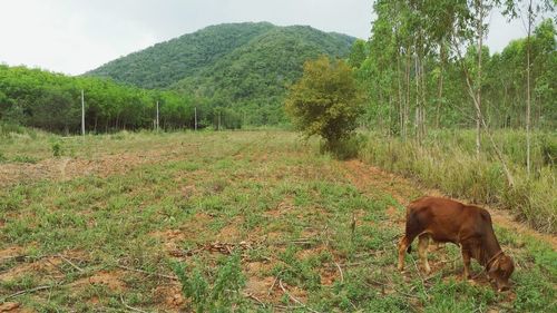 Dog on field by trees