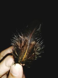 Close-up of hand holding leaf against black background