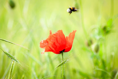 Close-up of honey bee on red poppy