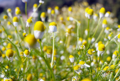 Close-up of yellow crocus flowers