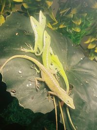 Close-up of lizard on plant