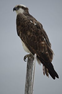 Low angle view of eagle perching against clear sky