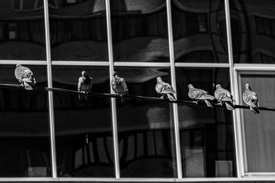 View of birds against building