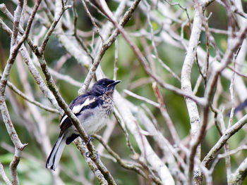 Oriental magpie-robin perching on bare tree