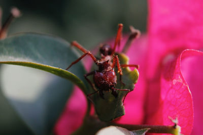 Close-up of ant eating on a plant