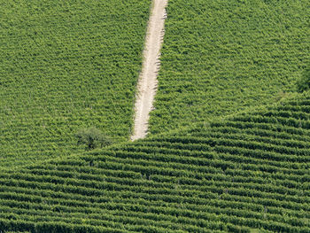 Full frame shot of crops on field