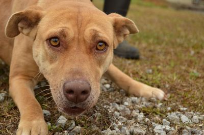Close-up portrait of dog on field