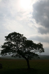 Tree on field against sky