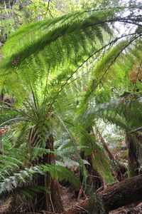 High angle view of fern amidst trees in forest