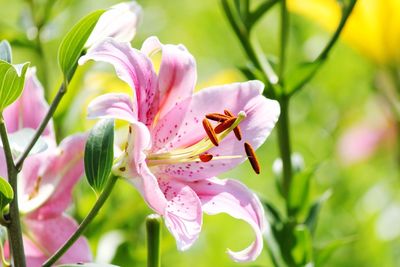 Close-up of pink flowering plant