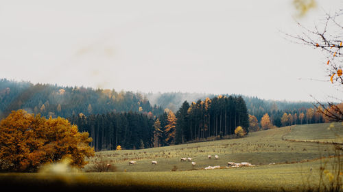 Trees on field against sky during autumn