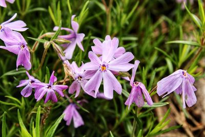 Close-up of purple flowering plants