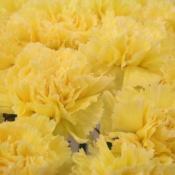 Close-up of yellow flower