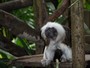 Monkey sitting on tree