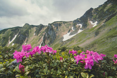 Close up rhododendron azalea flowers bush in valley concept photo