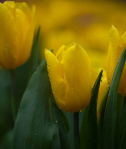 Close-up of wet yellow flower