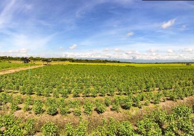 Scenic view of agricultural field against sky