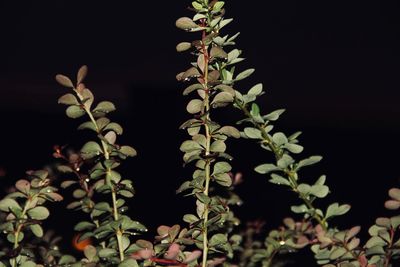 Low angle view of plant against black background
