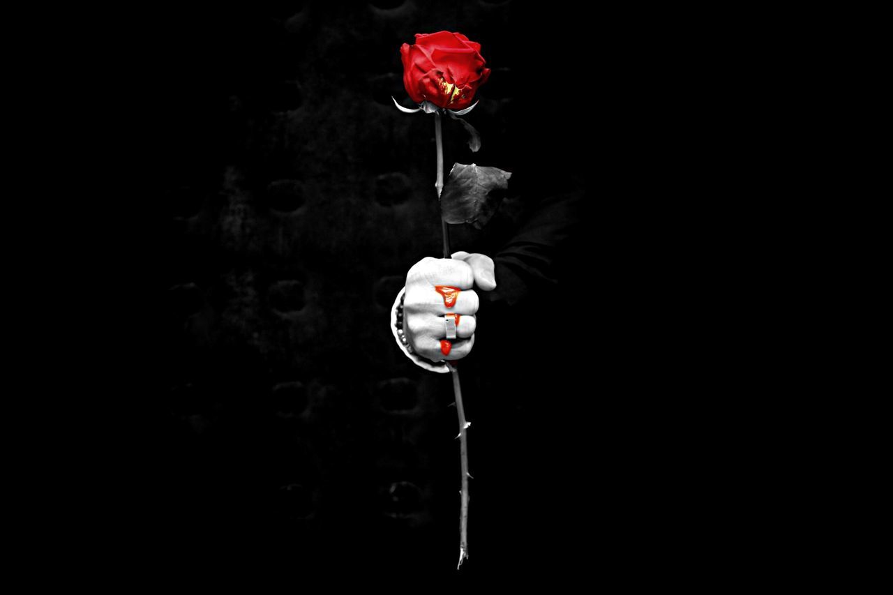 CLOSE-UP OF RED ROSE HANGING ON BLACK BACKGROUND