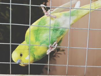 Close-up of parrot in cage