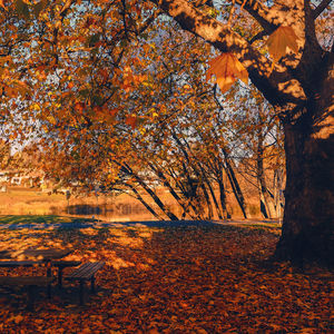 Autumn trees against sky