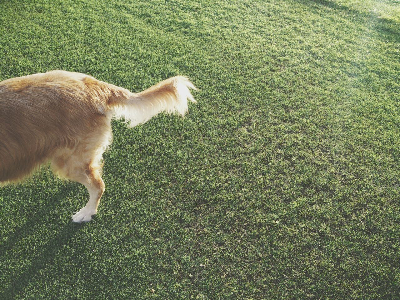 animal themes, domestic animals, pets, one animal, dog, mammal, high angle view, grass, full length, sunlight, field, street, day, outdoors, shadow, no people, green color, grassy, side view, brown