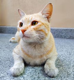 Close-up of cat looking away