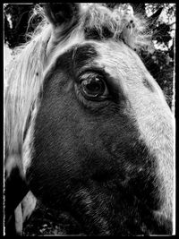 Close-up portrait of a horse