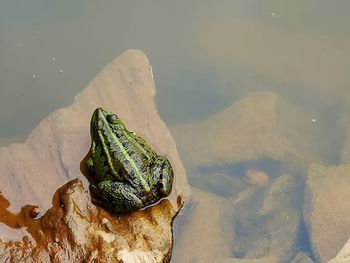 High angle view of frog on rock