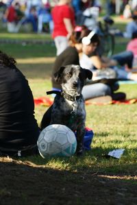 Dog playing soccer ball on field