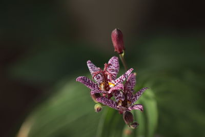 Close-up of purple flowering plant