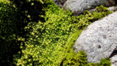 Close-up of grass growing on tree