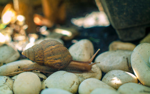 Close-up of snail on stones