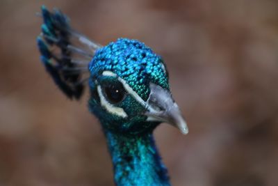 Close-up portrait of peacock