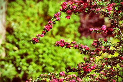 Close-up of pink flowers