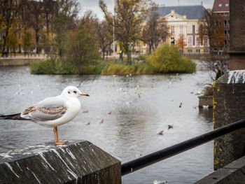 Seagulls perching on a lake